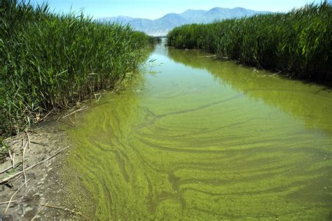 Warming drives spread of toxic algae in US, researchers say