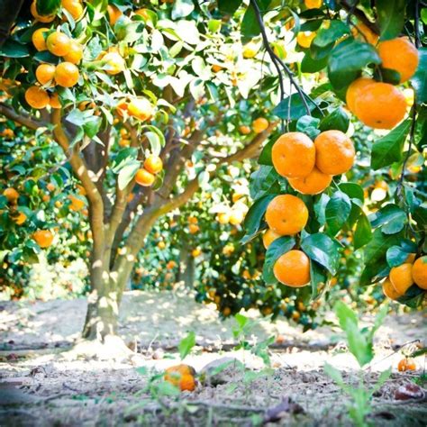 Growing Citrus Trees | ThriftyFun