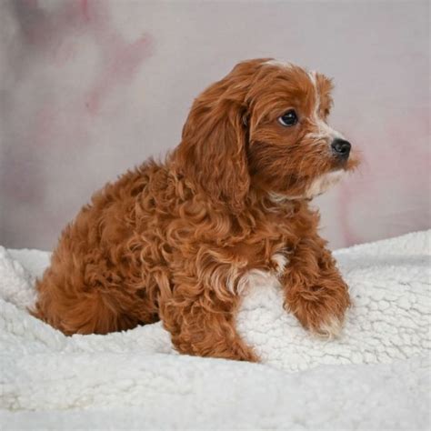 Female F1 Cavapoo Puppy for Sale | ID 2643-RY