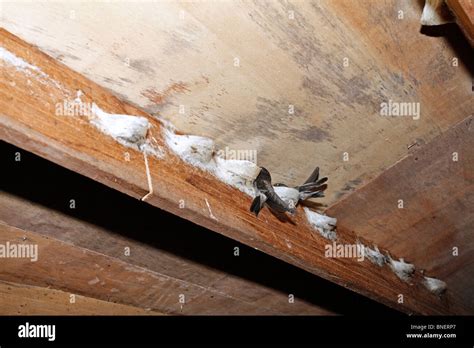 Swift Bird Nest High Resolution Stock Photography and Images - Alamy