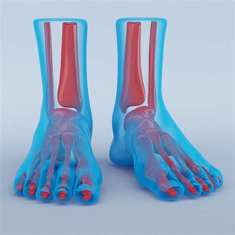 3d foot anatomy model