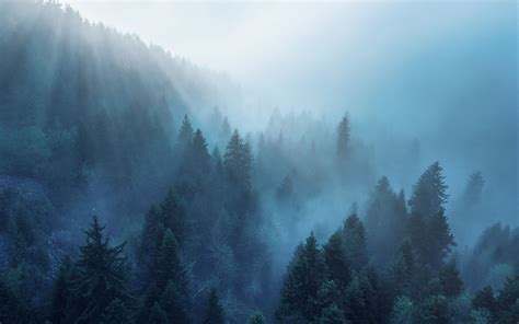 Download wallpaper 3840x2400 forest, trees, fog, rays 4k ultra hd 16:10 ...