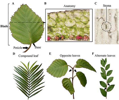 What Is a Leaf? · Frontiers for Young Minds