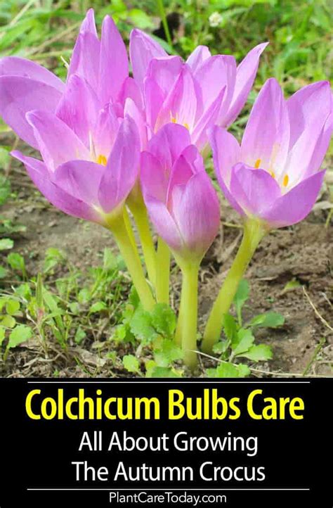 Colchicum Bulbs Care: All About Growing Autumn Crocus