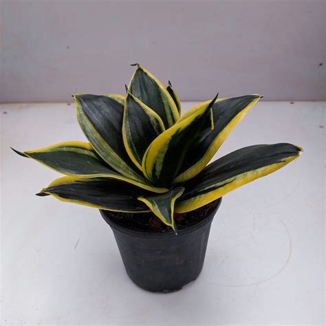 Sansevieria 'Black Gold Dwarf' - NurseryBuy