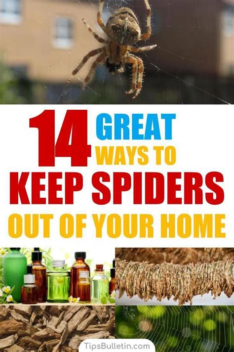 14 Great ways to keep spiders out of your home naturally - with recipes ...