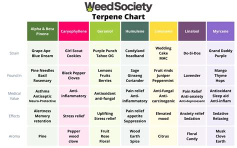 Everything You Need to Know About Terpenes | WeedSociety