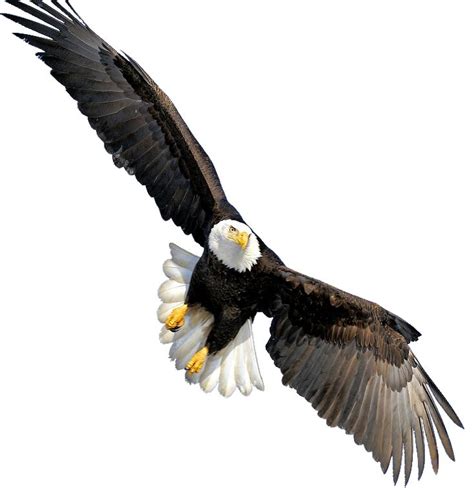 transparent background eagle png | Bald eagle, Eagle, Eagle animals