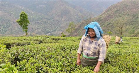 Growers of Darjeling’s world-famous tea are going organic