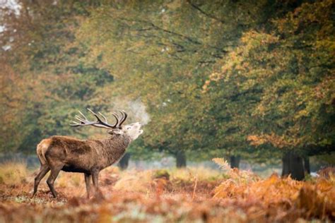 Richmond Park: Exploring London’s Deer Park — London x London