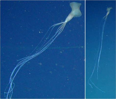 Rare Deep Sea Bigfin Squid Sighted in Australian Waters for First Time