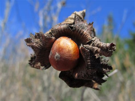 Nuts for Wildlife : The National Wildlife Federation Blog