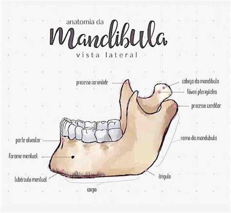 Anatomia da mandíbula - Anatomia de Cabeça e Pescoço | Dental anatomy ...