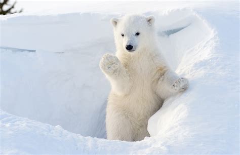 Baby Polar Bear Cubs Playing | www.pixshark.com - Images Galleries With ...