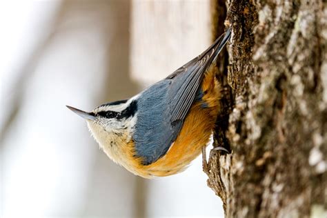 The Red-breasted Nuthatch and Its Quirky Behavior