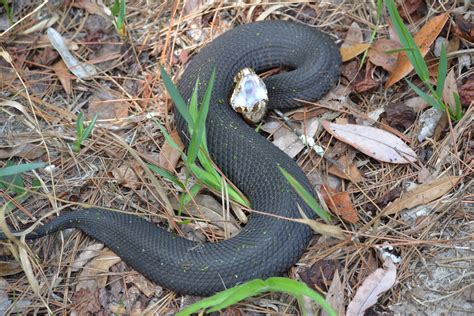 identifying baby snakes in alabama - Mariano Guillory