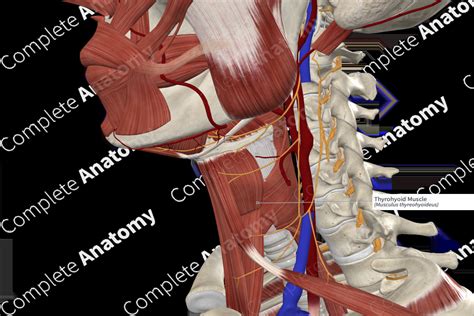 Thyrohyoid Muscle | Complete Anatomy