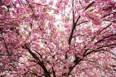 Prunus serrulata (Japanese Flowering Cherry)