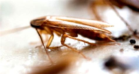 A Detailed Guide On Roach Droppings And What They Look Like - Pest Aid