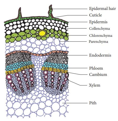 Transverse Section Of Dicot Stem