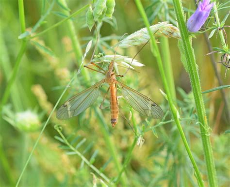 Common Crane Flies from Περιφέρεια Δυτικής Μακεδονίας, Ελλάδα on June ...