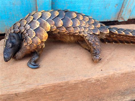 It's World Pangolin Day!