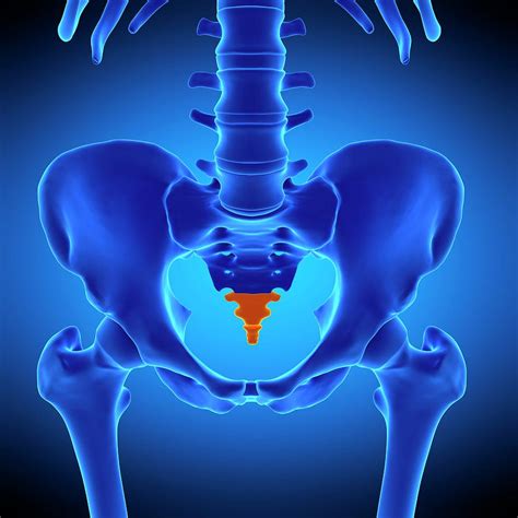 Coccyx Bone Photograph by Science Photo Library - Pixels