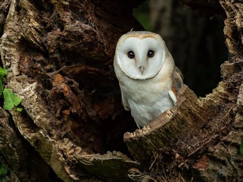 Barn owl: habitat and characteristics