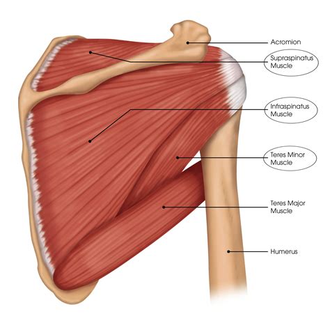 What are the Rotator Cuff Muscles? - Brace Access