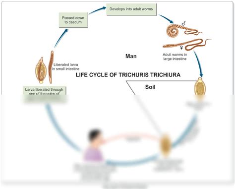 SOLUTION: Nematodes trichuris trichiura life cycle - Studypool