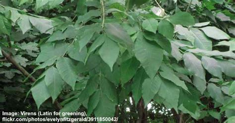 White Ash Tree: Leaves, Bark (Pictures) - Identification Guide