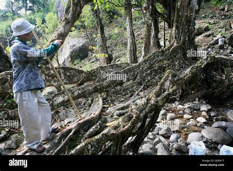 Living Root Bridge Stock Photo - Alamy