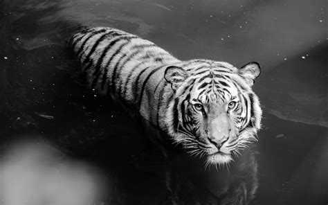 Majestic White Tiger HD Wallpaper