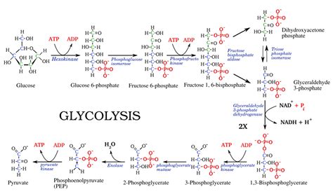 Glycolysis: steps, diagram and enzymes involved - Online Biology Notes