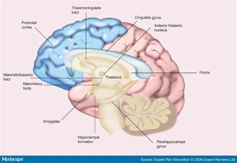 Declarative Memory Brain Region