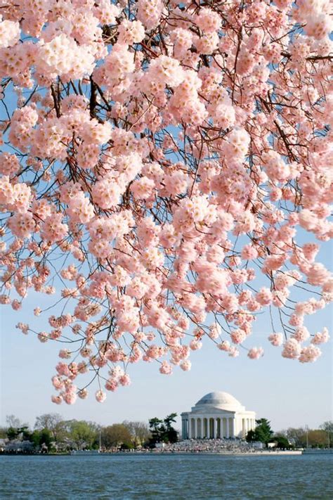 Cherry blossoms and Thomas Jefferson Memorial. Washington, D.C ...