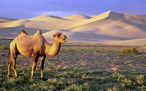 Desert Camel - Mystery Wallpaper