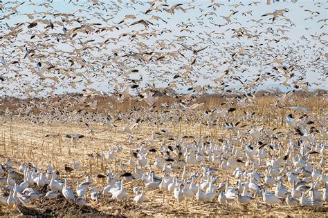 Snow Goose Migration Photograph by Judi Dressler - Pixels