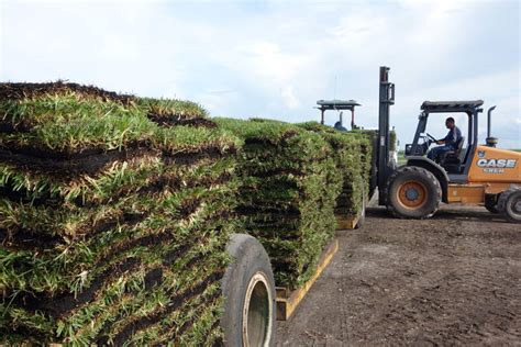 GVI Sod, Inc. :: Sod Farm and Installation and Garden Center