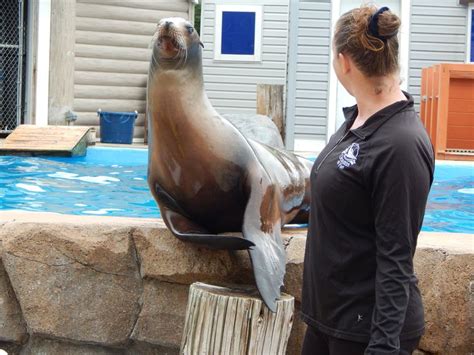 Sea Lion Clapping Show at Milwaukee County Zoo