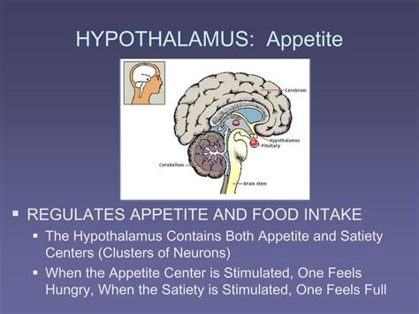 PPT - BIO 210 CHAPTER 13 The Central Nervous System SUPPLEMENT 2 ...