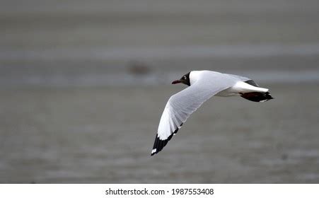 4,742 Brown Headed Gull Stock Photos, Images & Photography | Shutterstock