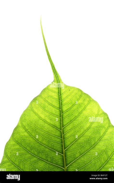 Peepal leaf-Bodhi tree Stock Photo - Alamy