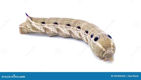 Tersa Sphinx Hawk Moth Caterpillar - Xylophanes Tersa - Brown Coloring ...