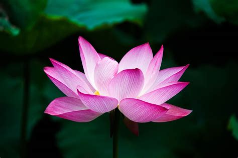 Lotus Plant Hass - Free photo on Pixabay - Pixabay