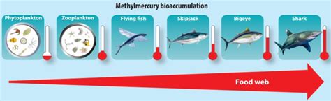 Size, species, capture location: What makes tuna get high on mercury ...