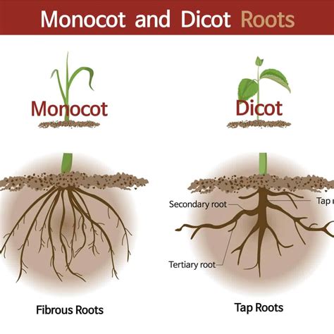 Explain Different Types of Root System