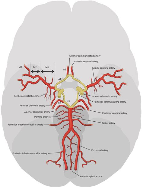 Relevance of the cerebral collateral circulation in ischaemic stroke ...