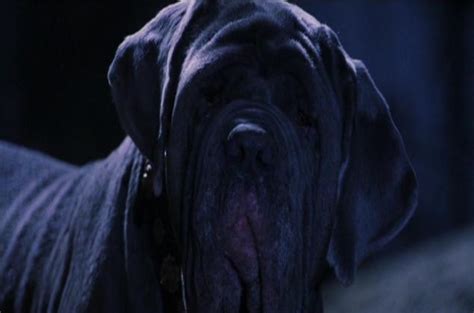 Rubeus Hagrid's pets | Harry Potter Wiki | Fandom powered by Wikia