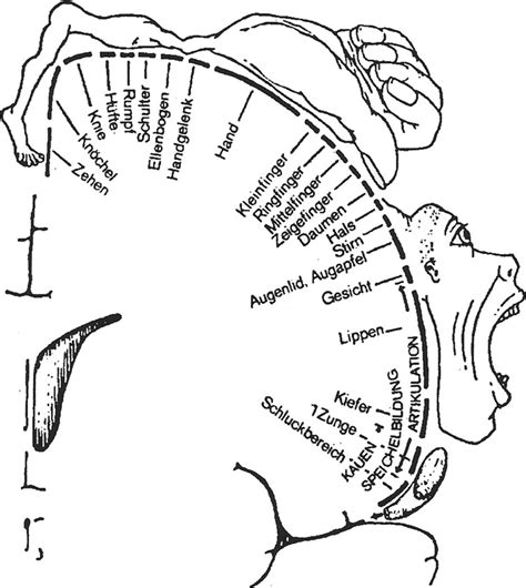 ''The sensory homunculus.'' From: Penfield W, Rasmussen T. The Cerebral ...